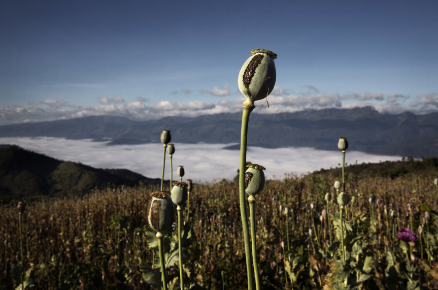 Myanmar returns to what sells: Heroin