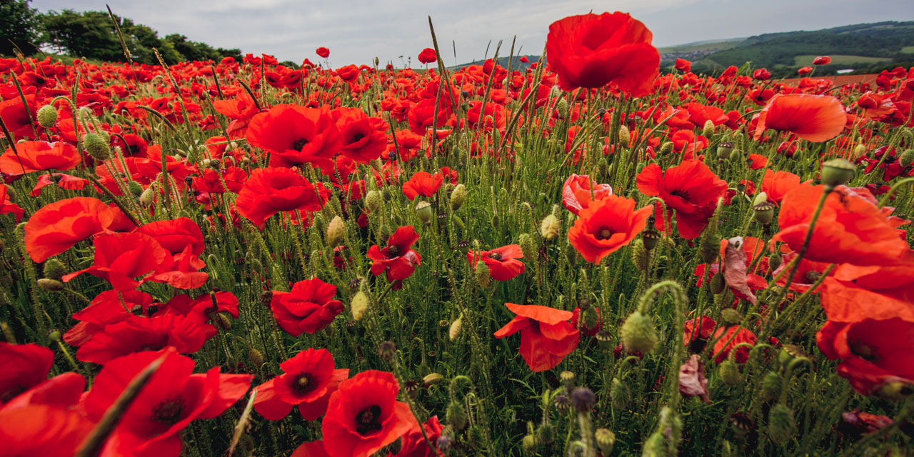 How opium poppies process morphine revealed for the first time