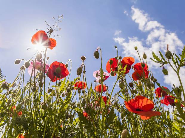 Mexican opium production rises to meet heroin demand in US